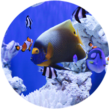 海水魚ギャラリー