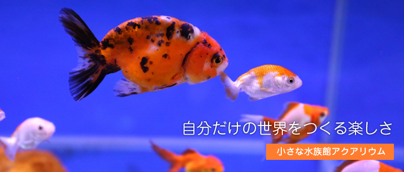 姫路市で熱帯魚飼育 ボトルアクアリウムのことなら 熱帯魚 水草専門アクアミント